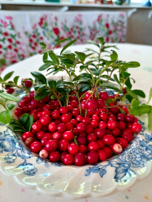 Lingonberries freshly picked on a plate